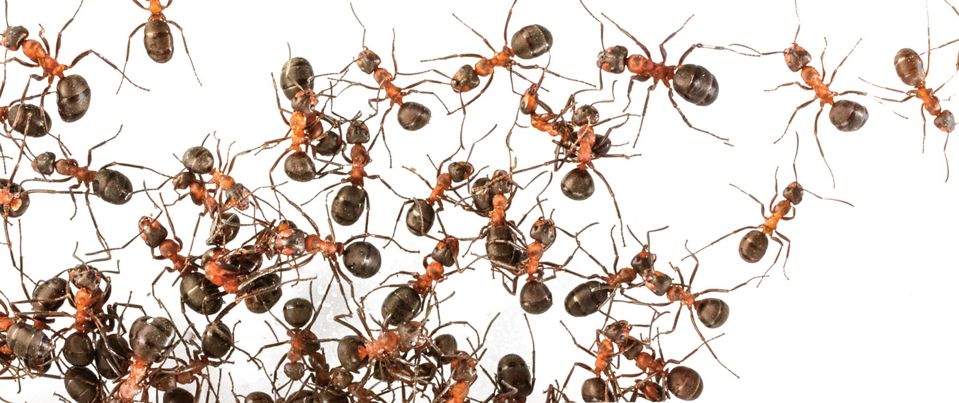 Image of a group of ants