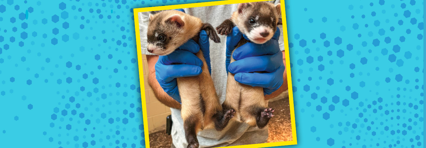 Image of a person holding a ferret in each hand